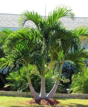 Manila Palm Veitchia Merrillii 5