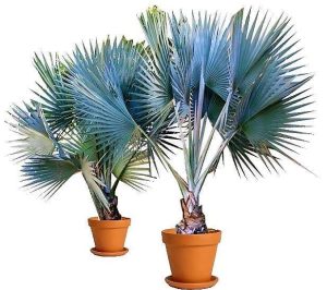 Mexican Blue Palm Brahea Armata 3