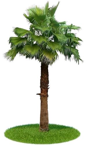 Mexican Fan Palm Washingtonia Robusta 1