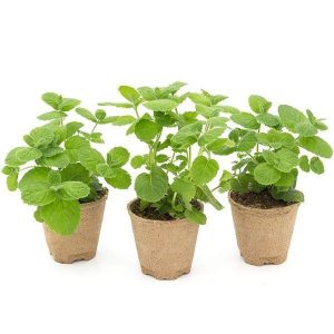 Mint Plant Mentha 2