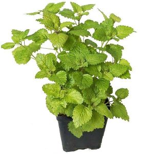 Mint Plant Mentha 3