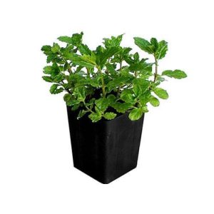 Mint Plant Mentha 4