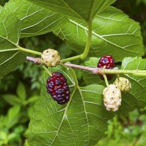 Mulberry Tree Morus Alba 2