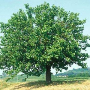 Mulberry Tree Morus Alba 3