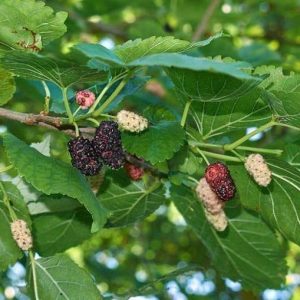 Mulberry Tree Morus Alba 5