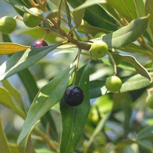 Olea Europaea Olive Tree Conical Shape 3