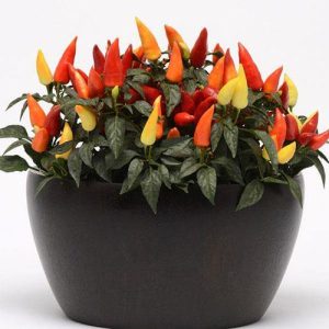Ornamental Pepper Plant 3
