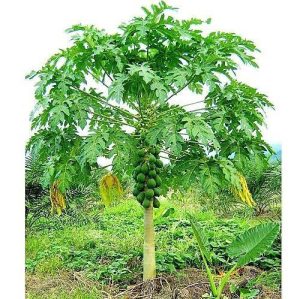Papaya Tree Carica Papaya 3