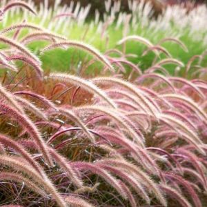 Pennisetum Rubrum Purple Fountain Grass African Fountain Grass Tender Fountain Grass 5
