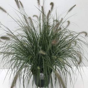 Pennisetum alopecuroides Chinese fountain grass 2