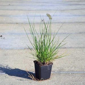 Pennisetum alopecuroides Chinese fountain grass 4
