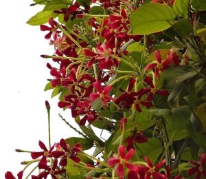 Rangoon Creeper Quisqualis Indica Red Jasmine 4