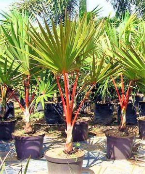 Red Latan Palm Latania Lontaroides 2