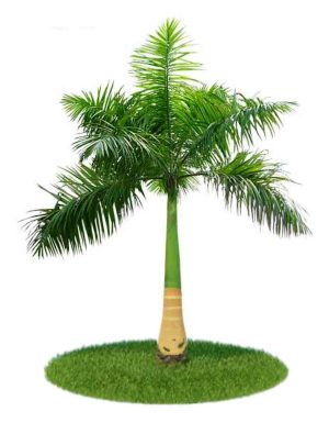 Royal Palm Roystonia Regia 1