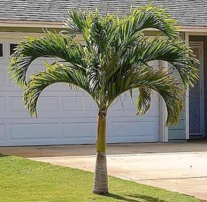 Royal Palm Roystonia Regia 2
