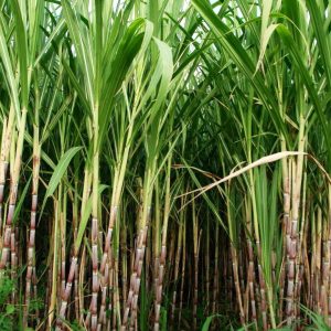Saccharum Officinarum Sugarcane 3
