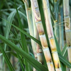 Saccharum Officinarum Sugarcane 5