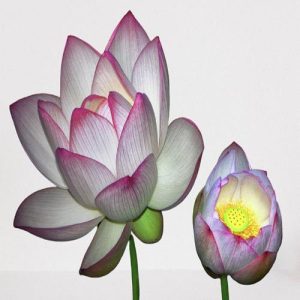 Sacred Lotus Nelumbo Nucifera 5