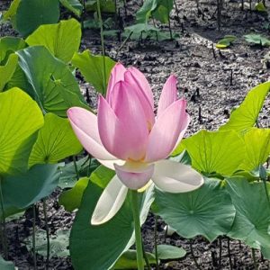 Sacred Lotus Nelumbo Nucifera 6