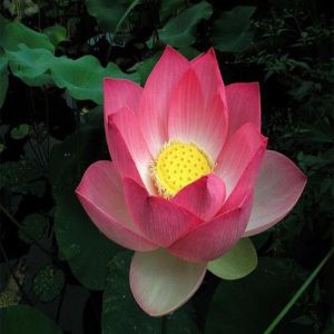 Sacred Lotus Nelumbo Nucifera 7