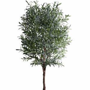Tamarind Tree Tamarindus Indica 4