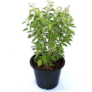 Tulsi plant Ocimum Tenuiflorum Holy Basil 3 1