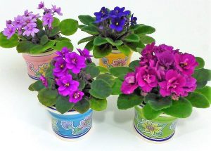 African Violets Saintpaulia4