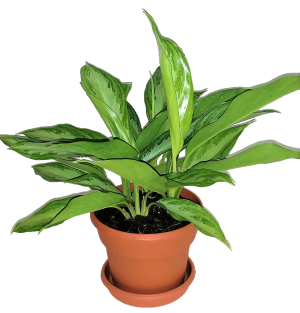 Aglaonema Silver Queen Chinese Evergreen Plant 2