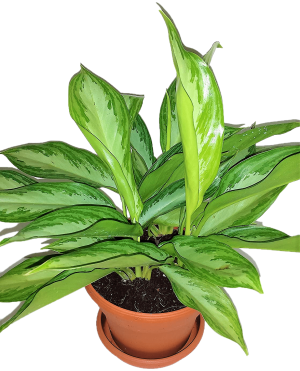Aglaonema Silver Queen Chinese Evergreen Plant 3