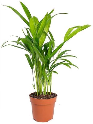 Areca Small Butterfly Palm Cane Palm 1
