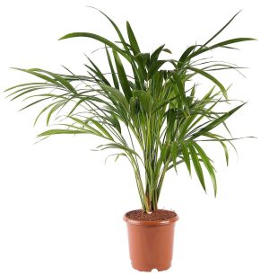 Areca Small Butterfly Palm Cane Palm 3