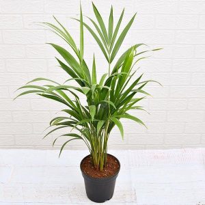 Areca Small Butterfly Palm Cane Palm 6