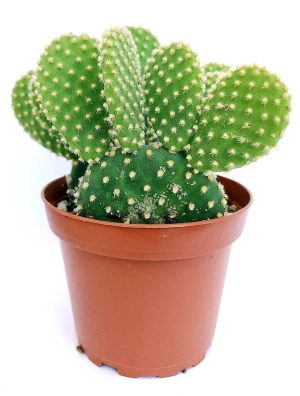 Bunny Ears Cactus Opuntia Albata 1