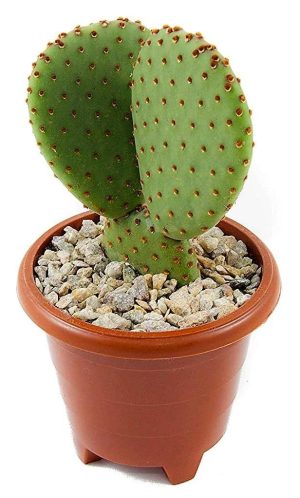 Bunny Ears Cactus Opuntia Albata 3