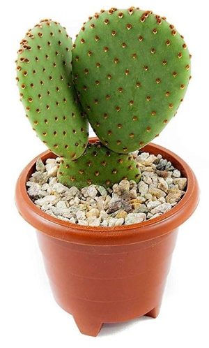 Bunny Ears Cactus Opuntia Albata 4