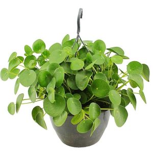 Chinese Money Plant Pilea Peperomioides 3