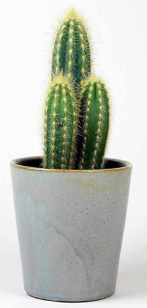 Echino Cactus 3