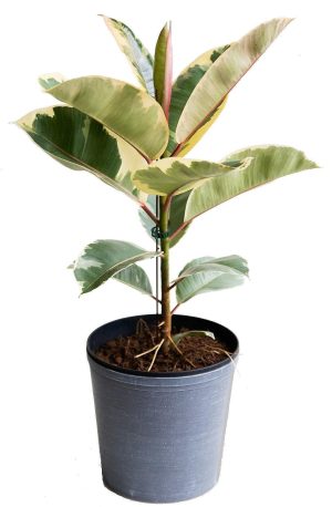 Ficus Elastic Tineke 2
