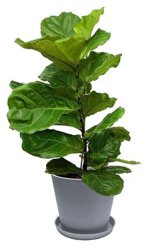 Ficus Lyrata Fiddle Leaf Fig 1