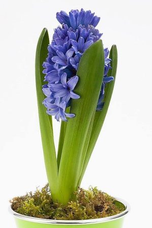 Hyacinth Bulb 1pp 3