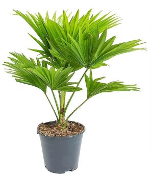 Livistona Palm Footstool Palm Table Palm Fan Palm 1 1