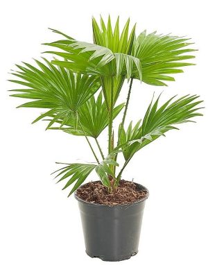 Livistona Palm Footstool Palm Table Palm Fan Palm 2