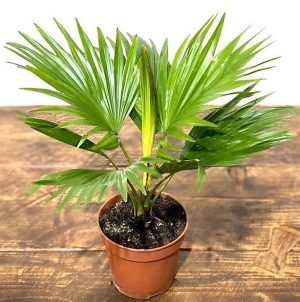 Livistona Palm Footstool Palm Table Palm Fan Palm 3