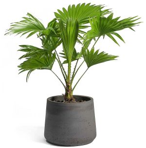 Livistona Palm Footstool Palm Table Palm Fan Palm 4