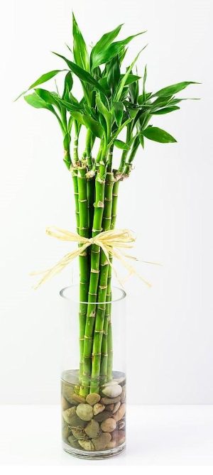 Lucky Bamboo Dracaena Sanderiana 4