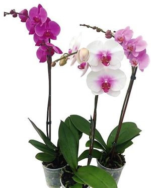 Moth Orchids Phalaenopsis orchids 1