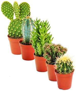 Ornamental Cactus plant 1