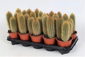 Pachy Cactus 4