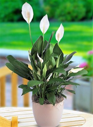 Peace Lily Spathiphyllum 3