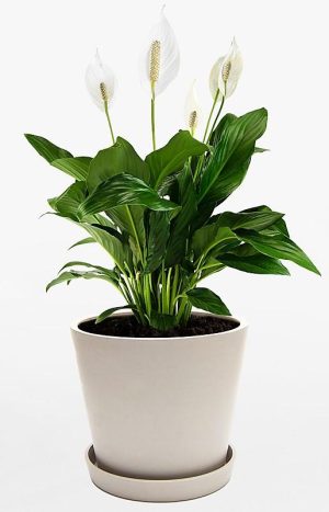 Peace Lily Spathiphyllum 4